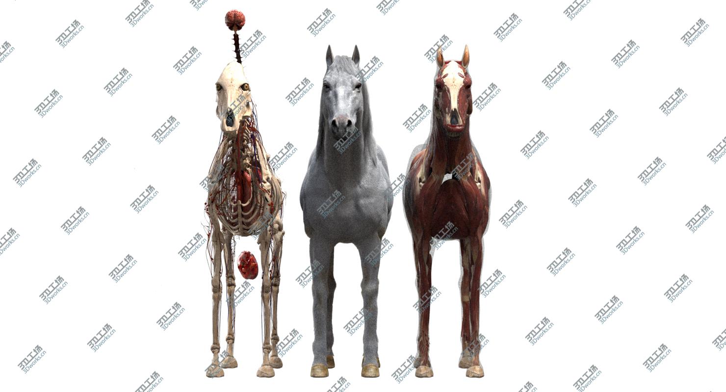 images/goods_img/20210113/3D Horse Anatomy model/4.jpg